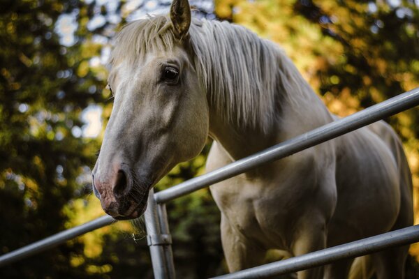 Szlachetny koń za ogrodzeniem