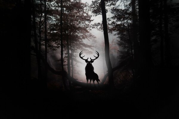 Imagen de un ciervo en un bosque oscuro en un suburbio