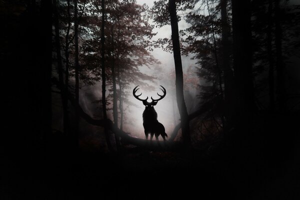 Image d un cerf dans une forêt sombre sur une colline