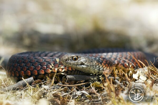 Le serpent sauvage a fusionné avec la nature