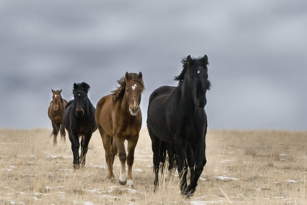 Quatre chevaux dans un champ propre