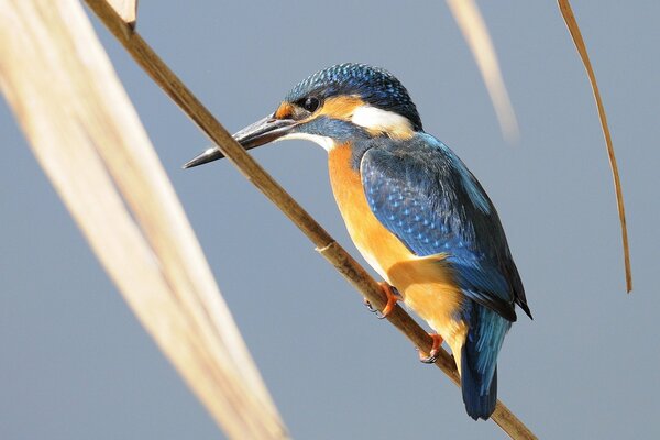 Kingfisher bird on a branch on a background of leaves