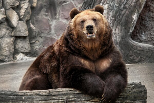 A brown bear is lying on a log