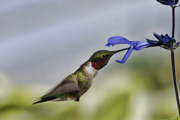 Hummingbird drinks nectar from a blue flower