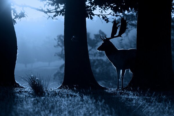 Silhouette of a deer and trees in the night