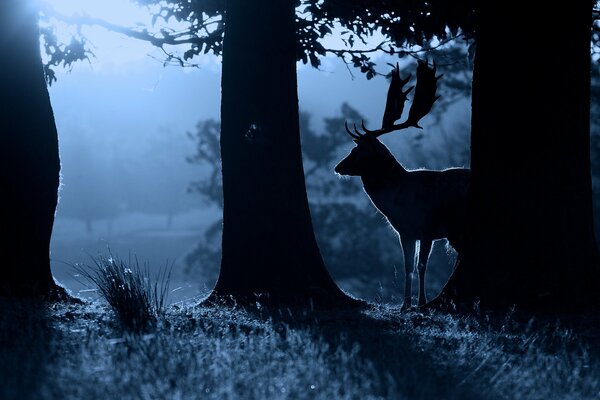 Silhouette d un cerf et des arbres dans la nuit