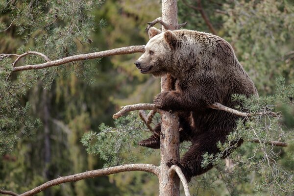 Teddybär, der auf einen Baum kletterte und nach dem Weibchen Ausschau hielt