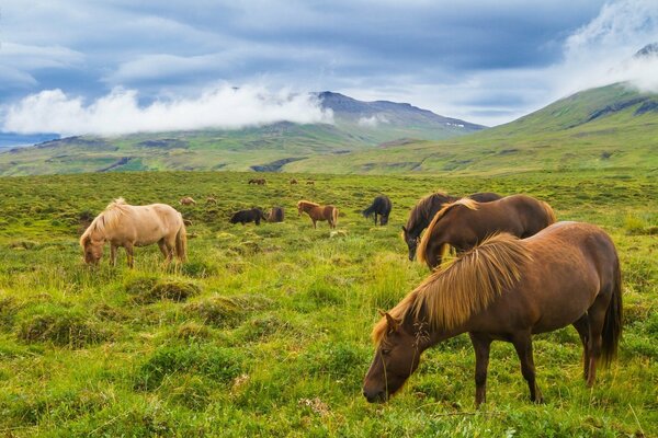 Icelandic horses eat in the meadow