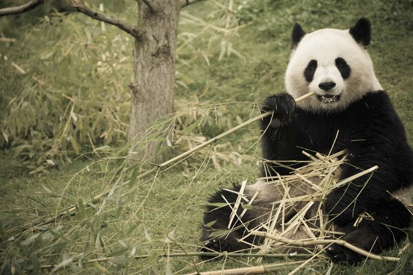 Panda se sienta y come bambú