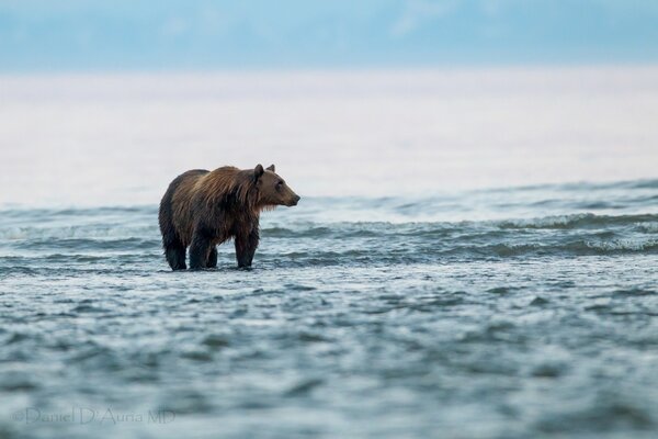 Un oso en un lago camina sobre el agua