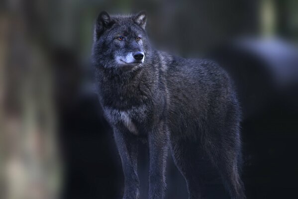 Loup gris regarde au loin. Sur fond flou