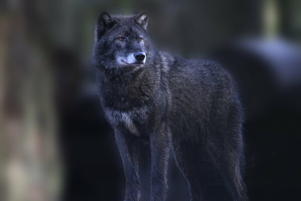 Il lupo grigio guarda in lontananza. Su sfondo sfocato