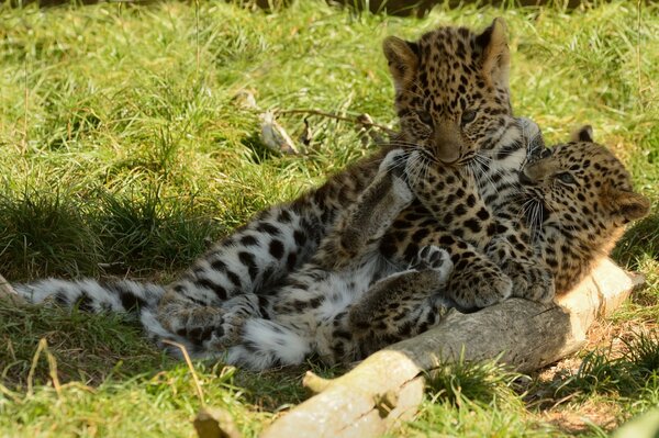 Leopard cubs play with each other