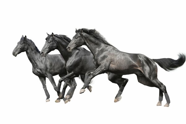 Horses or horses on a white background