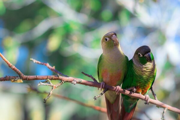 A pair of green-cheeked red-tailed parrots sitting on a branch