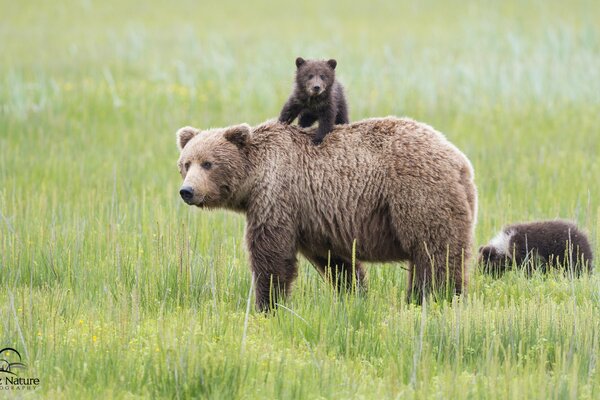 Brown bear walks with cubs