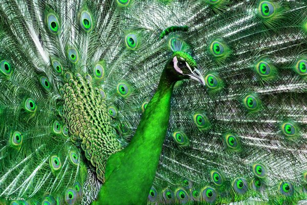 Las plumas de pavo real tienen un hermoso tono verde