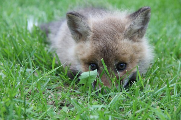 Fluffy Fox Cub hid in the grass