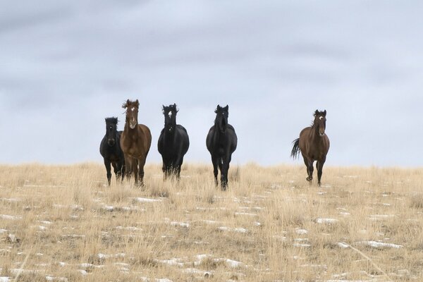 Wild horses on the night field