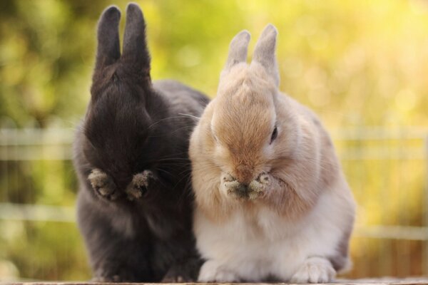 Los conejos pequeños se lavan las patas