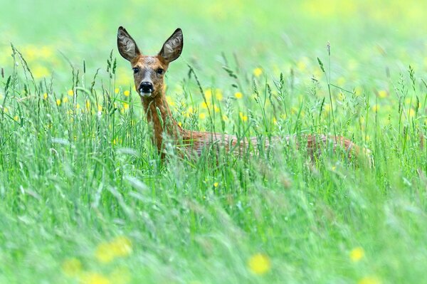 Doe in the field among grass and flowers