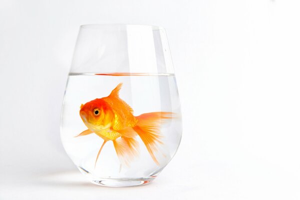 Goldfish in a glass of water