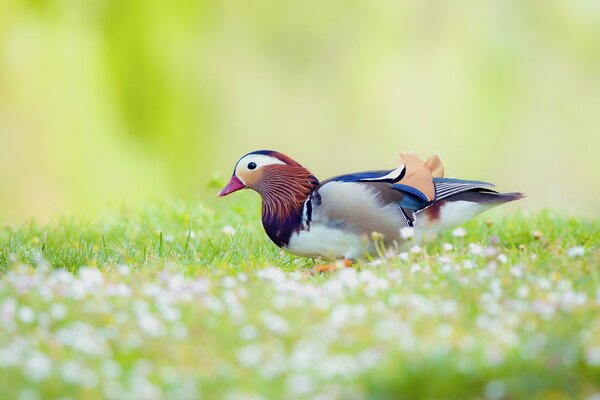 Ente Mandarine unter Wildblumen