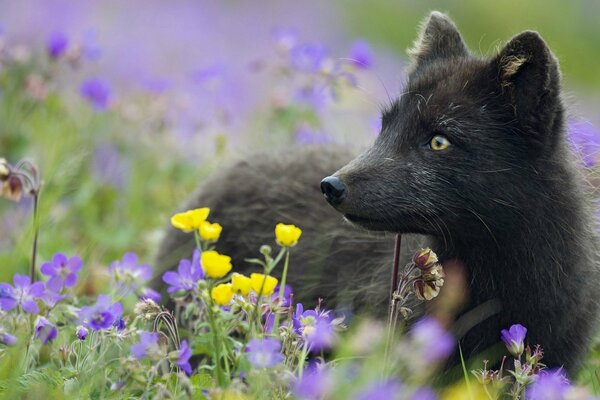 Black Arctic fox among grass and flowers