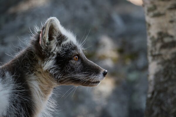 Polarfuchs im Sommerfell