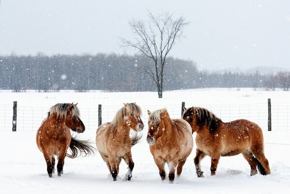 Pony rossi che corrono sulla neve