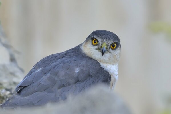 Grauer Falke mit gewaltigem Blick