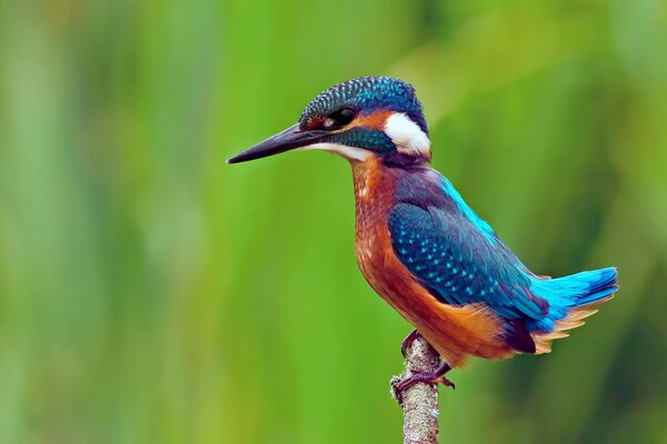 Pájaro brillante sobre fondo verde