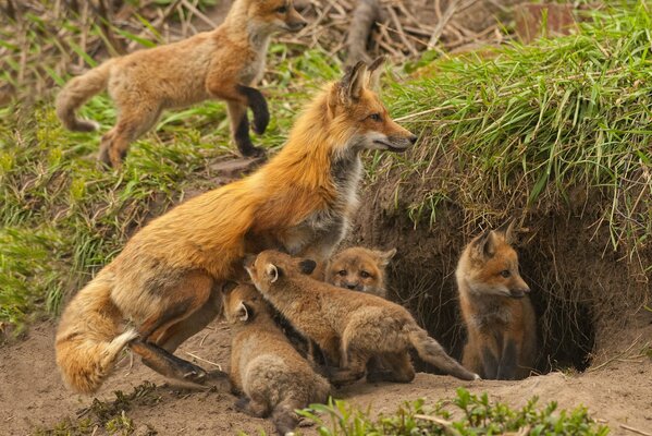 The foxes went for a walk with their mother