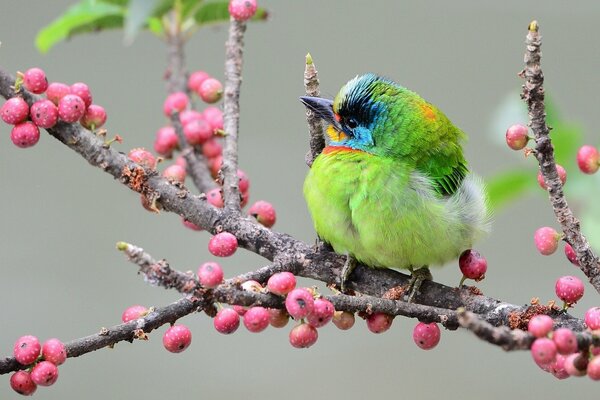 Belle image-pic asiatique sur une branche