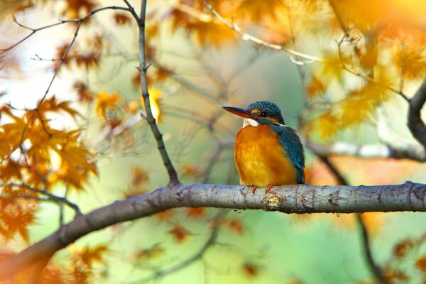 The kingfisher sits on a branch and merges with the leaves