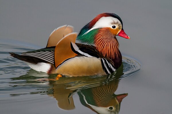 Mandarinenente schwimmt im Teich