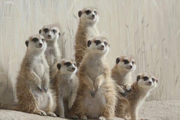 Meerkats favorite activity is posing for a photographer