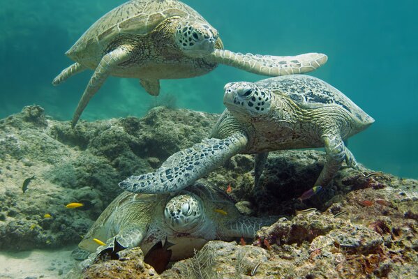 Trois tortues dans la mer