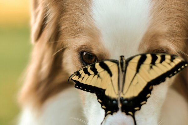 Zwierzęta, u psa na nosie siedzi Motyl