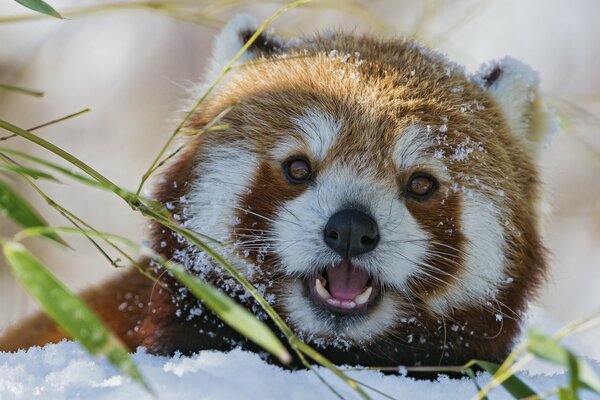 Cara de Panda rojo en invierno