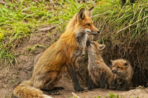 Maternité dans la nature renard et renard