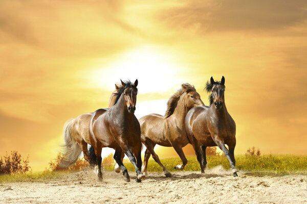 Les chevaux sauvages de l ouest gallopent sur fond de zacht