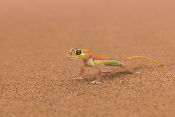 Un lagarto en la arena parece un extraterrestre