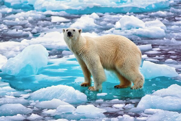 Polar bear stands on an ice floe in the sea