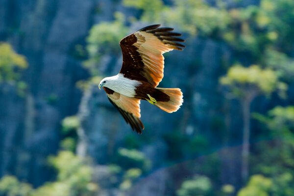 Aquila calva che vola tra le rocce