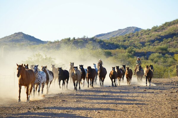 Teamsters and cowboys herd corral