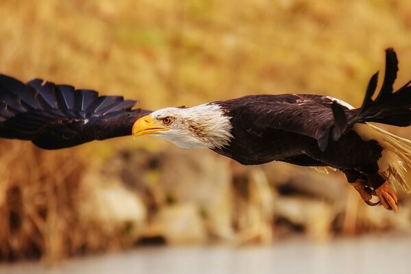 The bald eagle spread its wings in flight