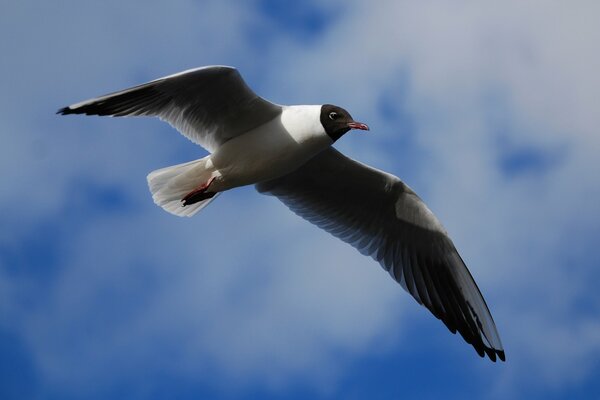 A seagull makes a flight above the clouds