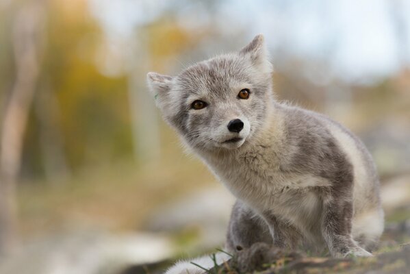 Arktischer Fuchs auf verschwommenem Hintergrund