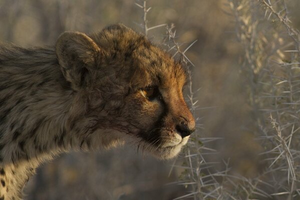 Predator cheetah in plants thorns